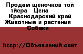 Продам щеночков той-тйера › Цена ­ 5 000 - Краснодарский край Животные и растения » Собаки   